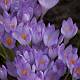  _DSC0686.jpg