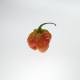  DSC_5659-1.jpg